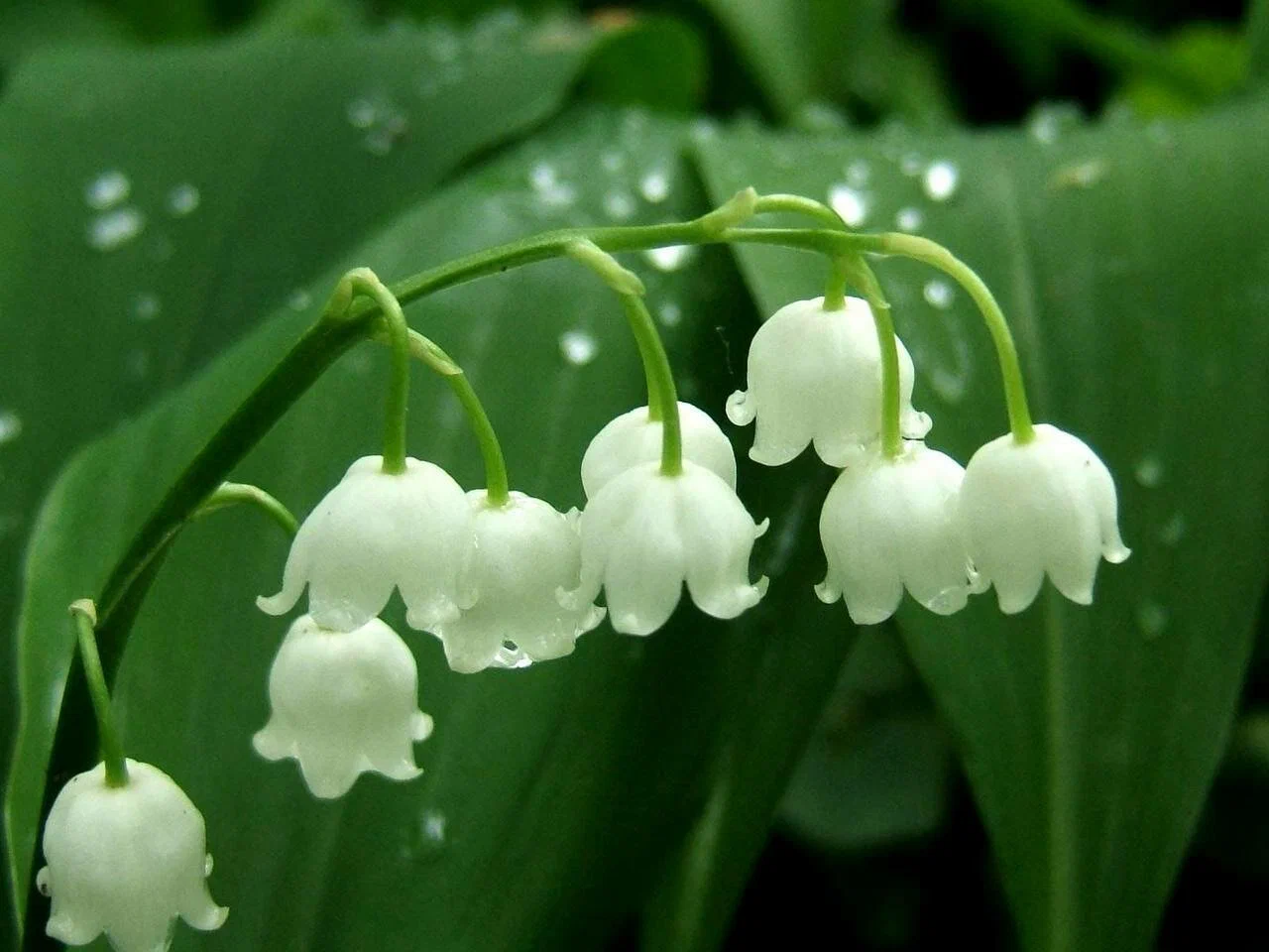 lily of the valley lily of the valley