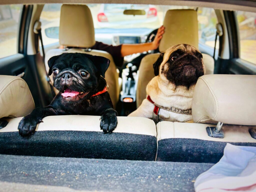 A Survival Guide for Pet Parents When Taking a Road Trip
