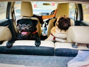 A Survival Guide for Pet Parents When Taking a Road Trip